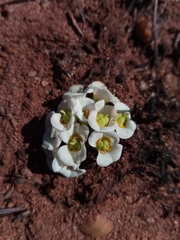 Euphorbia itremensis image