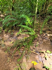 Dryopteris wallichiana