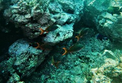 Cephalopholis colonus