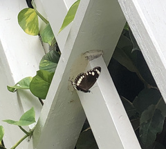Euploea core corinna
