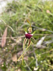 Caladenia dilatata