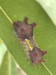 Doratifera vulnerans