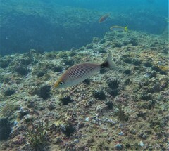 Haemulon maculicauda