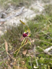 Caladenia dilatata