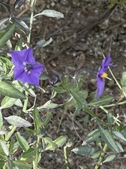 Solanum parishii