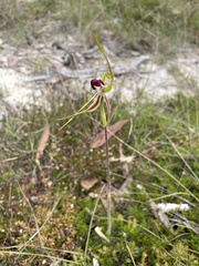 Caladenia dilatata