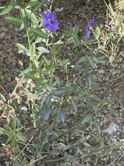 Solanum parishii