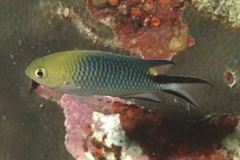 Pomachromis richardsoni