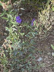 Solanum parishii