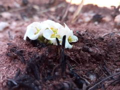 Euphorbia itremensis image