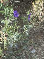 Solanum parishii