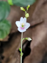Codonacanthus pauciflorus