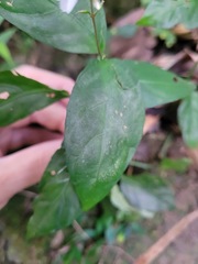 Codonacanthus pauciflorus