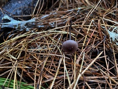 Mycena purpureofusca