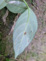 Codonacanthus pauciflorus