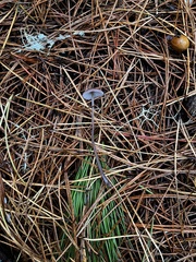 Mycena purpureofusca