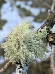 Usnea hirta