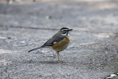 Cercotrichas quadrivirgata