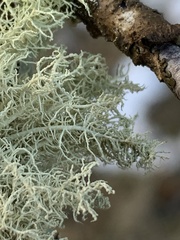 Usnea hirta