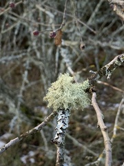 Usnea hirta