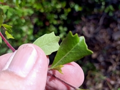 Dodonaea triangularis