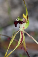 Caladenia dilatata