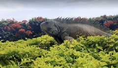 Iguana iguana