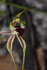 Caladenia dilatata