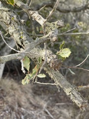 Quercus dumosa