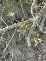 Quercus dumosa