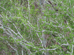 Schaefferia cuneifolia