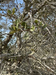 Quercus dumosa