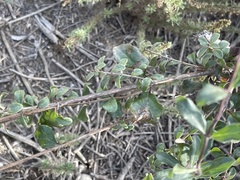 Lonicera subspicata