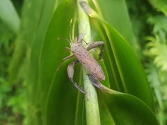 Pseudomictis obtusispinus