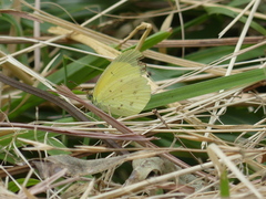 Eurema smilax
