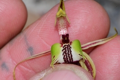 Caladenia dilatata