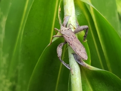 Pseudomictis obtusispinus