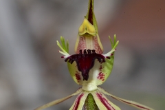 Caladenia dilatata