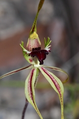 Caladenia dilatata