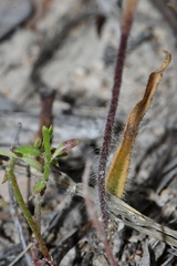 Caladenia dilatata