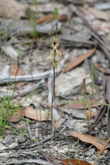 Caladenia dilatata