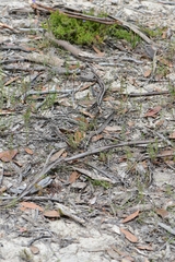 Caladenia dilatata
