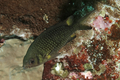 Chromis weberi