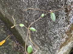 Trachelospermum jasminoides