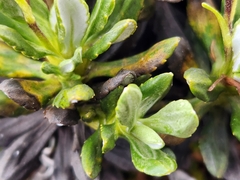 Celmisia brevifolia