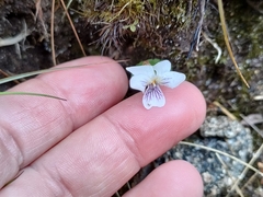 Viola cunninghamii