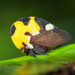 Mexican Treehopper - Photo (c) Cheryl Harleston López Espino, some rights reserved (CC BY-NC-ND), uploaded by Cheryl Harleston López Espino