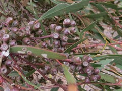 Eucalyptus odorata