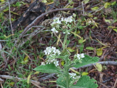 Verbesina microptera