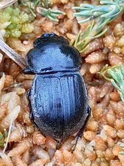 Geodorcus